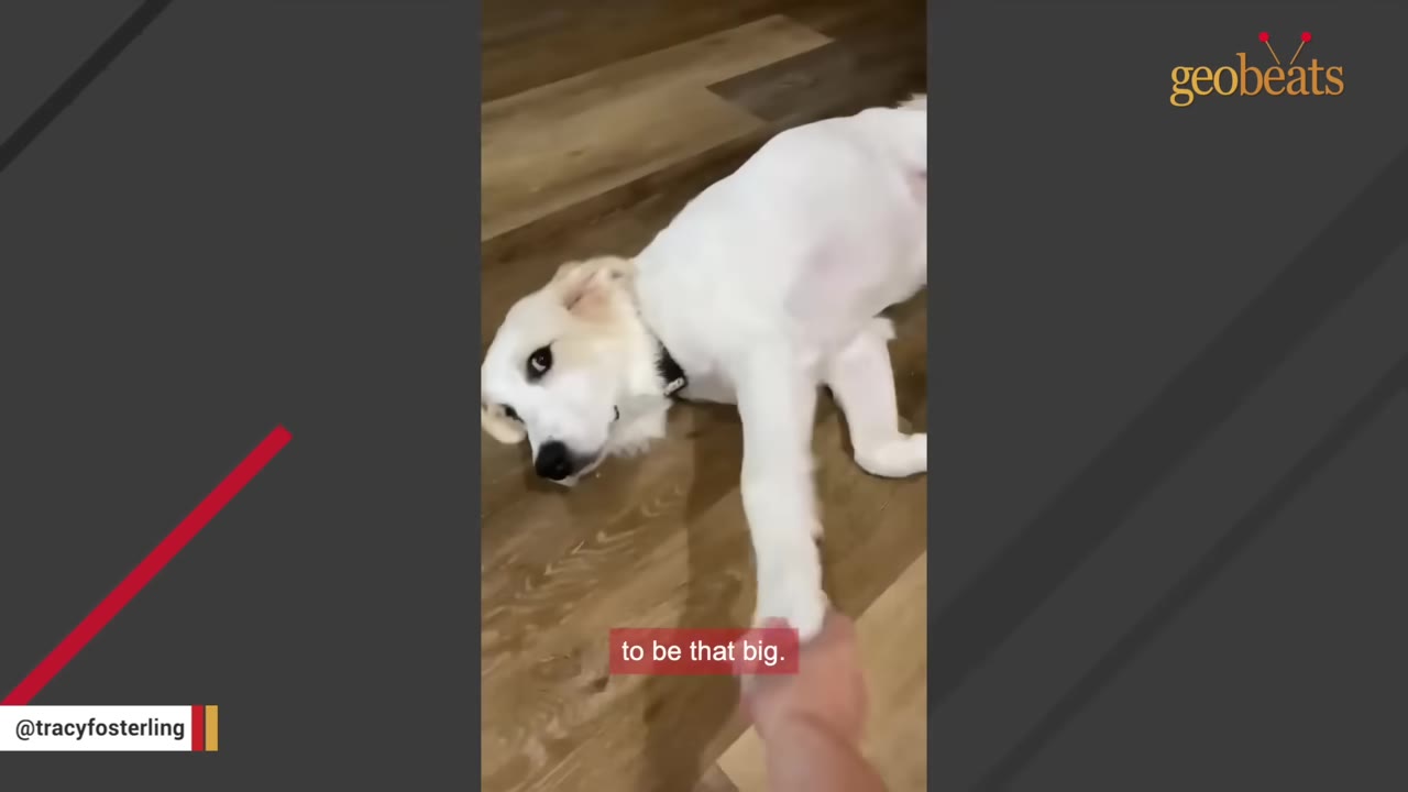 A white dog lies on a wooden floor, looking up with a gentle expression while holding a person's hand with its front paw.