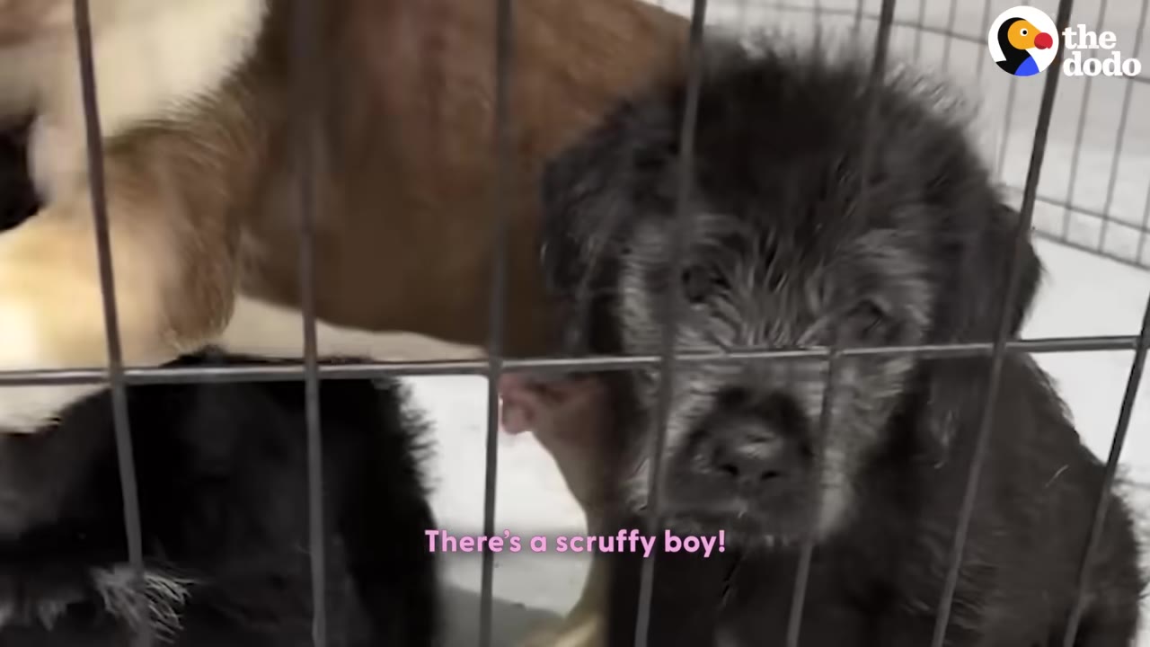A close-up of a scruffy black puppy looking through the metal bars of a cage.
