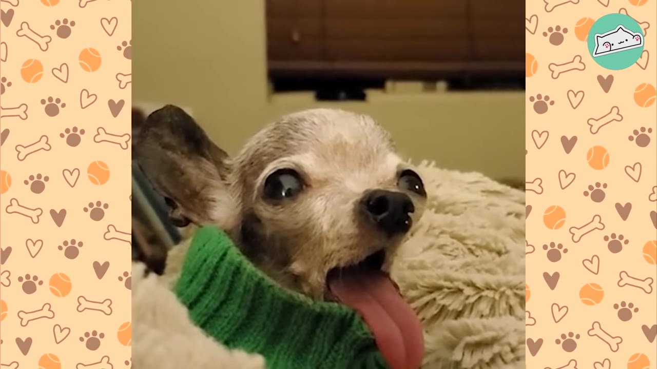 A close-up of a small, senior Chihuahua wearing a green knit sweater, looking up with its mouth open and tongue sticking out.