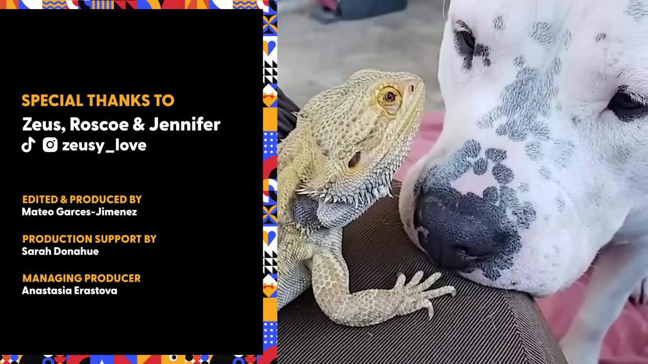 A close-up of a bearded dragon resting next to a white dog with black spots on its snout, showing a gentle interaction between the two animals.