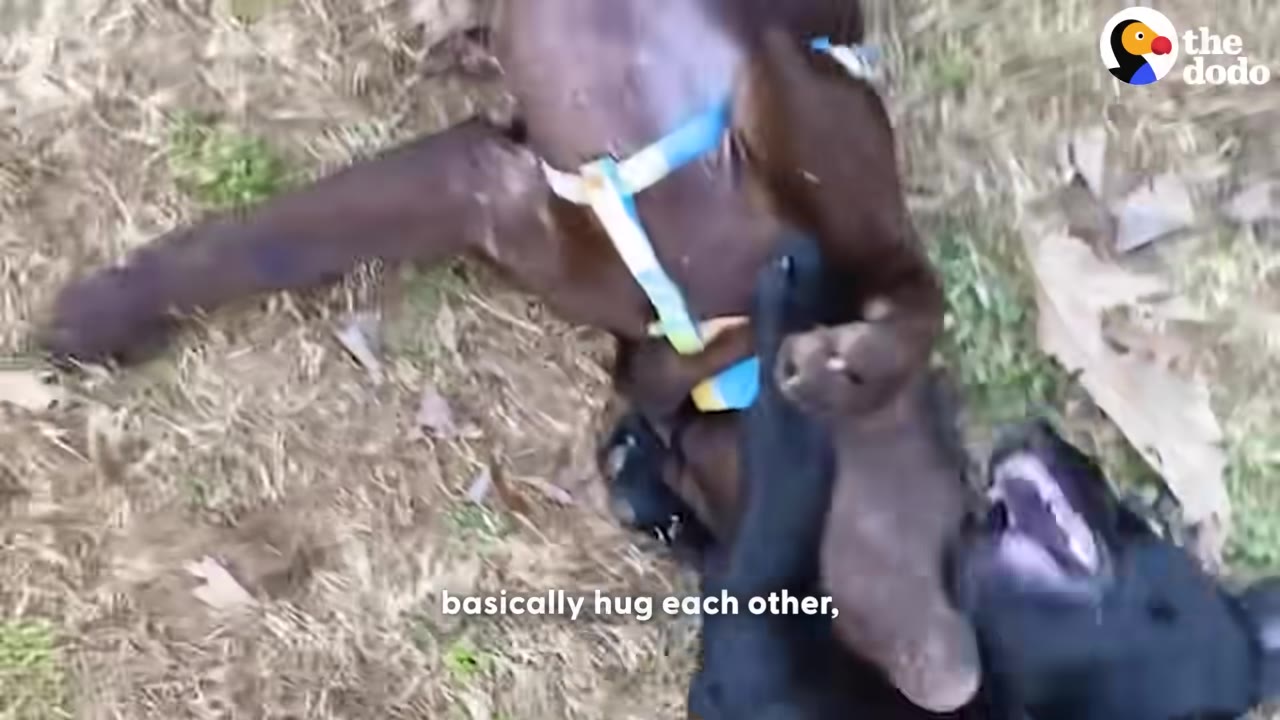 A brown dog wearing a blue and yellow harness lies on its back on the grass, wrapping its front legs around a black dog in a hugging motion.