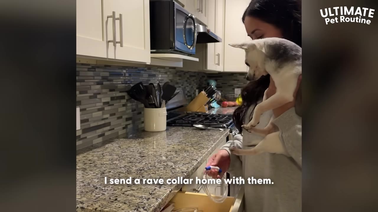 A woman holding a small chihuahua dog in one arm while holding a clear plastic rave collar over an open kitchen drawer.