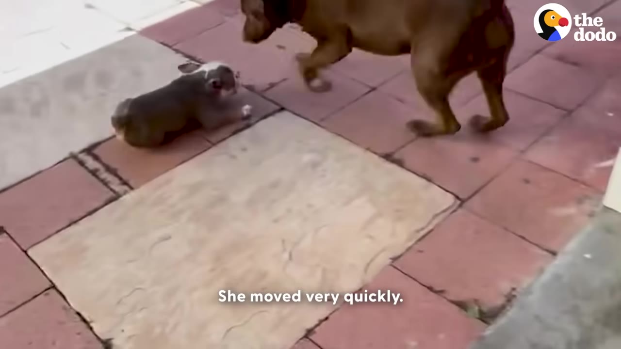 A small grey and white puppy crawls quickly on a tiled patio toward a larger brown dog.