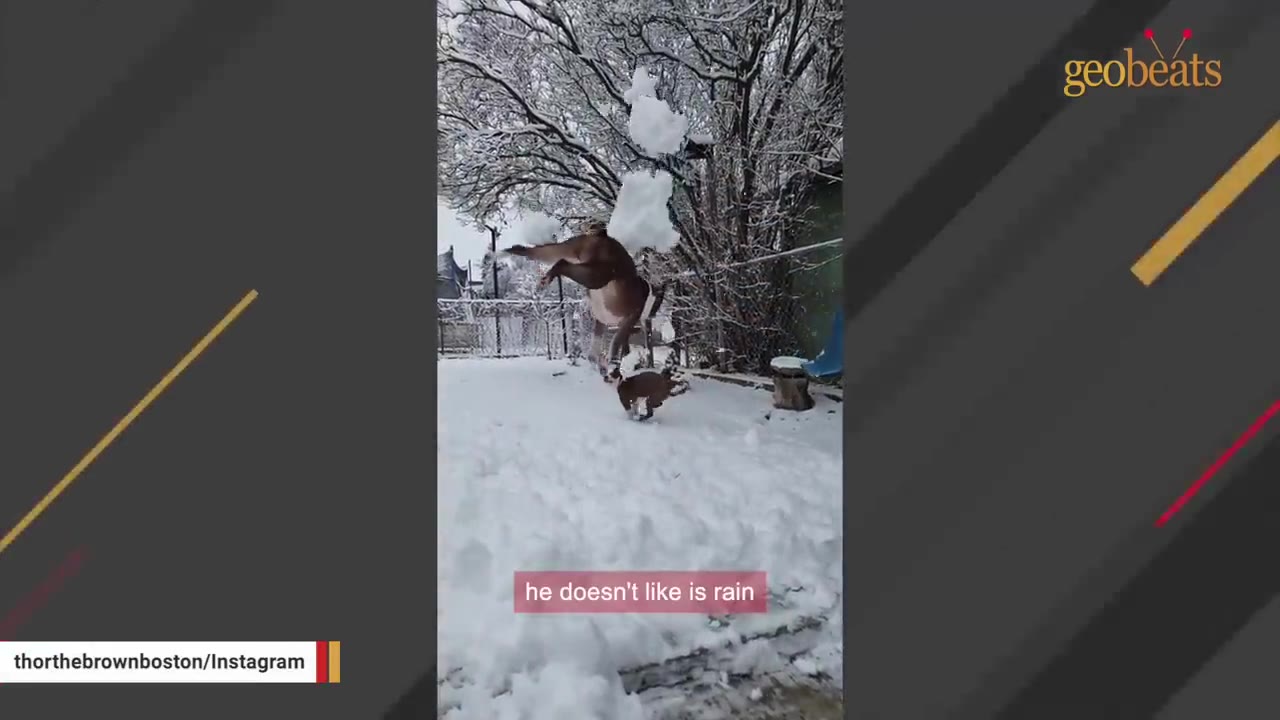 A brown and white dog leaps high into the air in a snow-covered yard, catching a snowball.