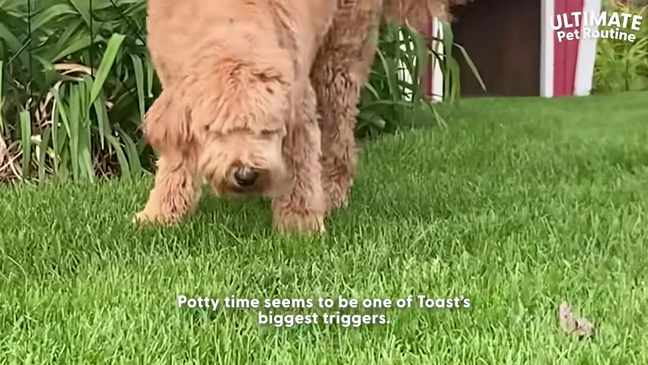 A fluffy golden-brown dog stands on green grass, sniffing the ground with its head lowered.