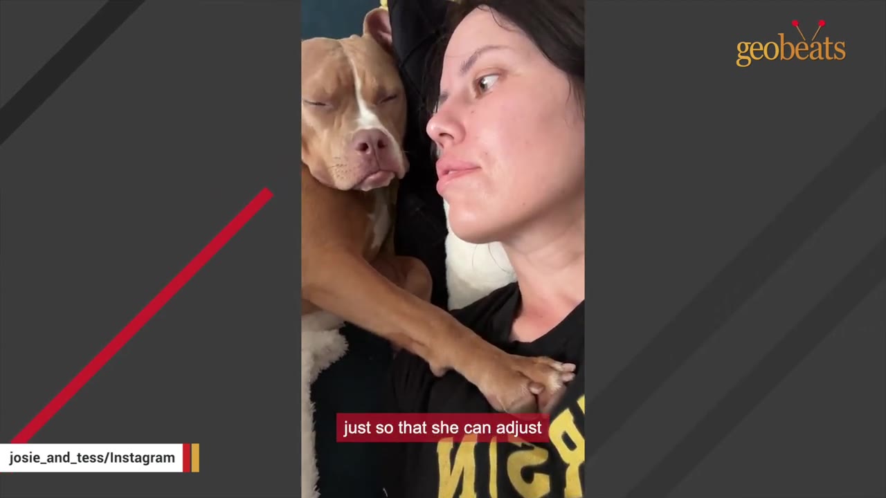 A brown and white dog lies next to a woman, resting its paw on her chest.