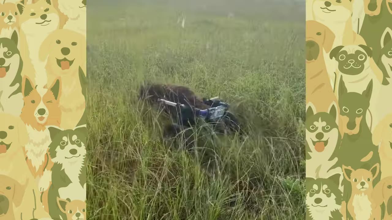 A dog in a blue-framed wheelchair navigates through tall green grass.
