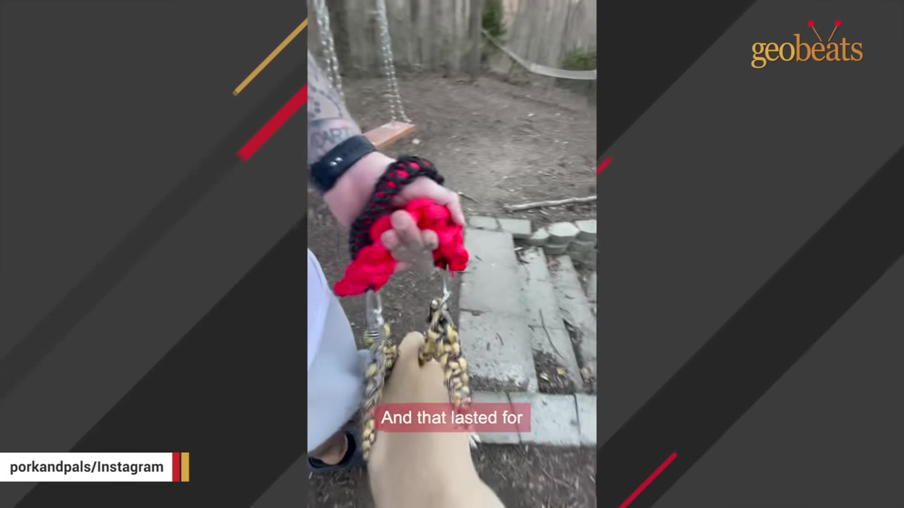 A close-up shot of a person's hand holding a red and black braided support harness attached to a light-colored dog's back to assist it outdoors.