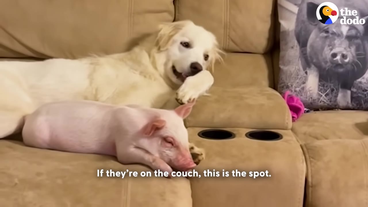 A large white dog lies on a tan couch, looking down attentively at a small pink piglet sleeping beside it.