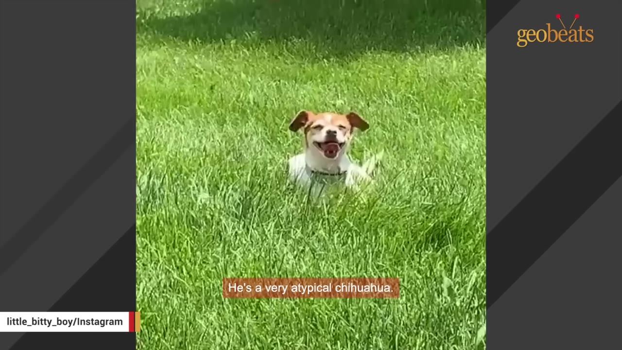 A small brown and white Chihuahua sits happily in tall green grass, looking directly at the camera with its mouth open in a smile.