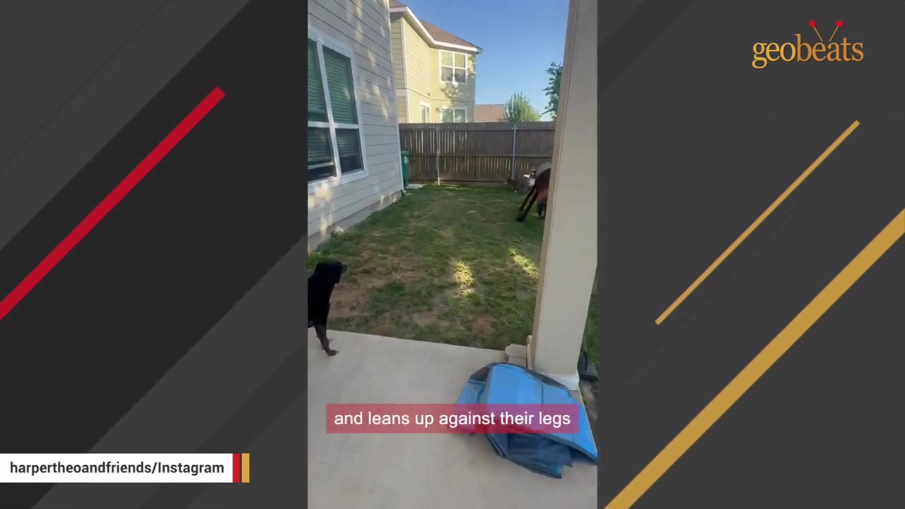 A black dog stands on a concrete patio next to a grassy backyard.