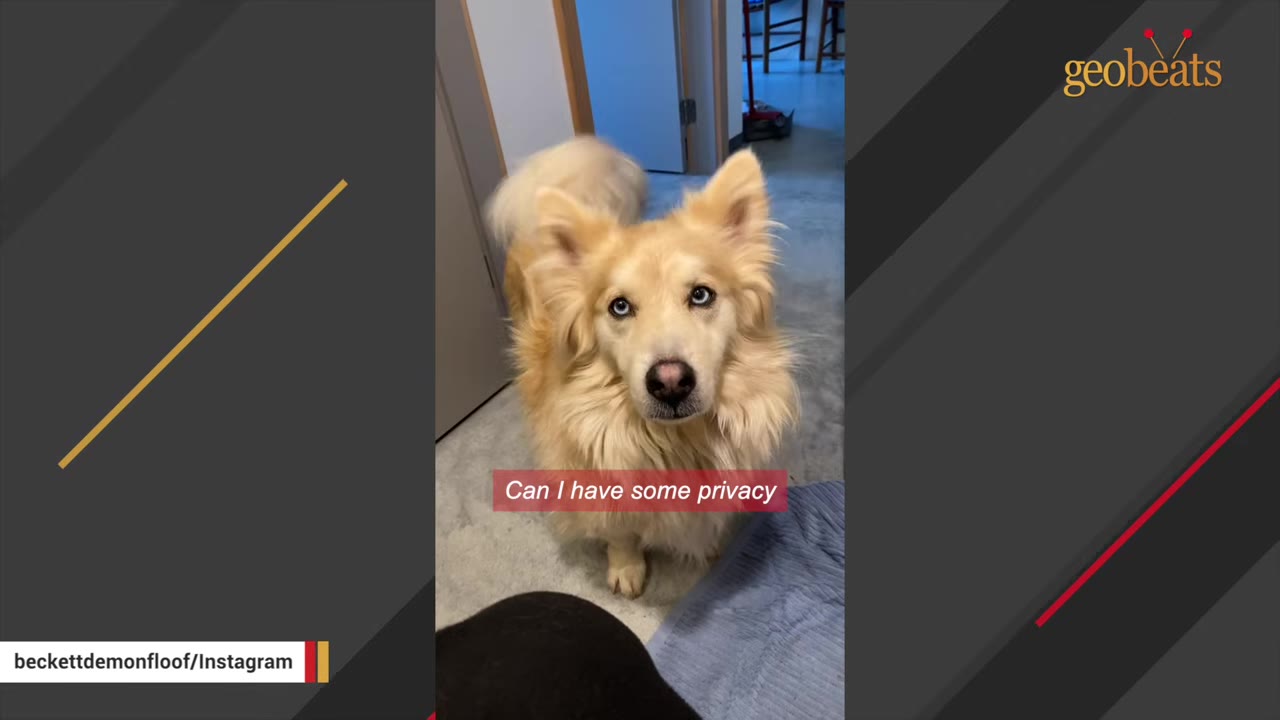 A fluffy, light-colored dog with striking blue eyes looks up directly at the camera.