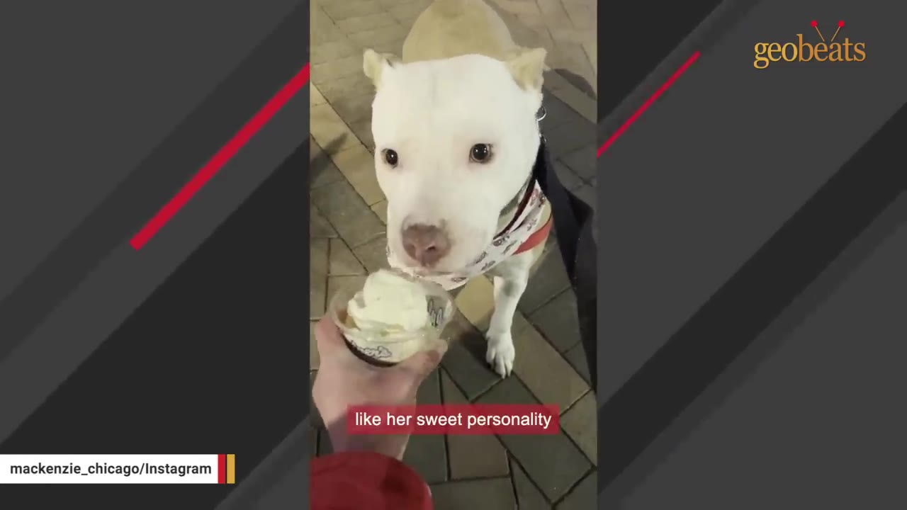 A close-up of a white dog with expressive dark eyes looking at a cup of whipped cream held by a person.