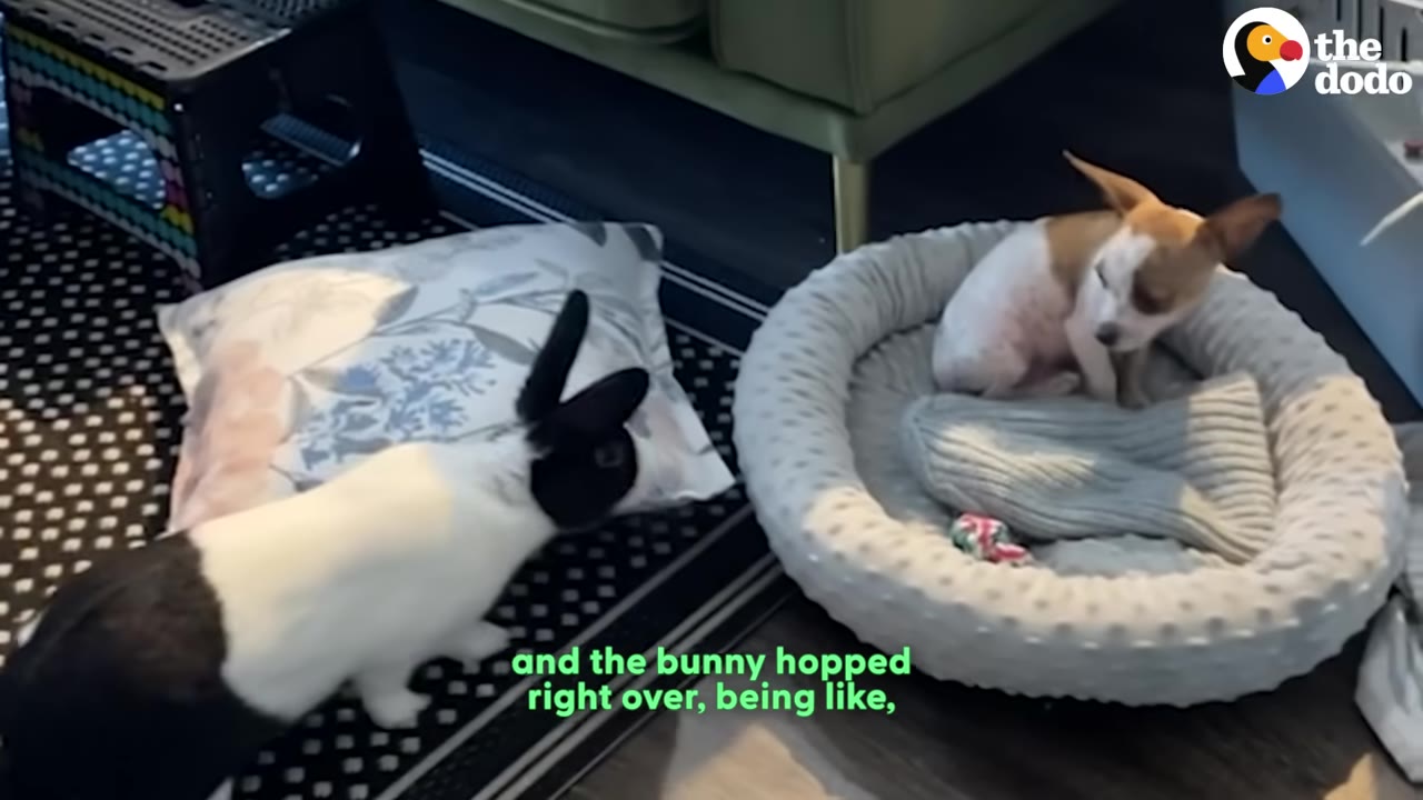 A black and white rabbit hops toward a small brown and white puppy sitting in a round grey pet bed.