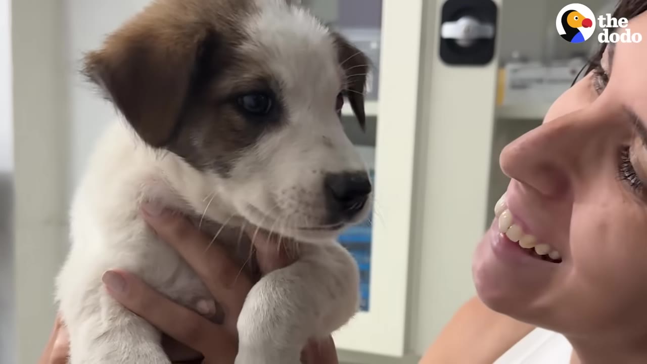 A close-up of a brown and white puppy being held by a smiling woman in a clinic.