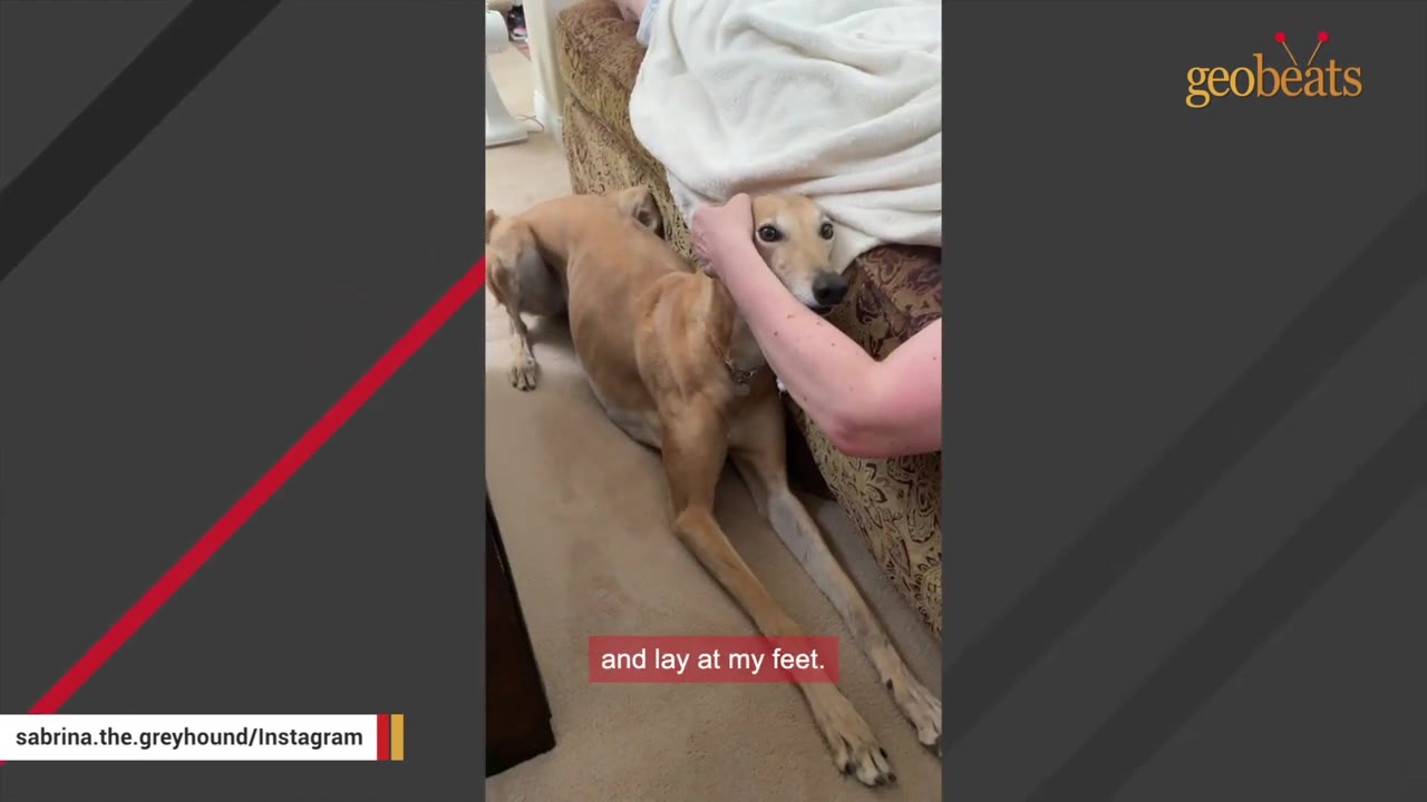 A tan greyhound lies on the floor next to a couch while a person's hand gently rests on its head.