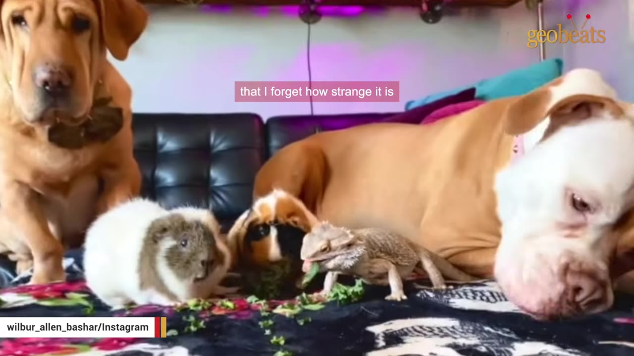 A group of diverse pets, including two dogs, two guinea pigs, and a bearded dragon, gather on a blanket to eat green leafy vegetables together.