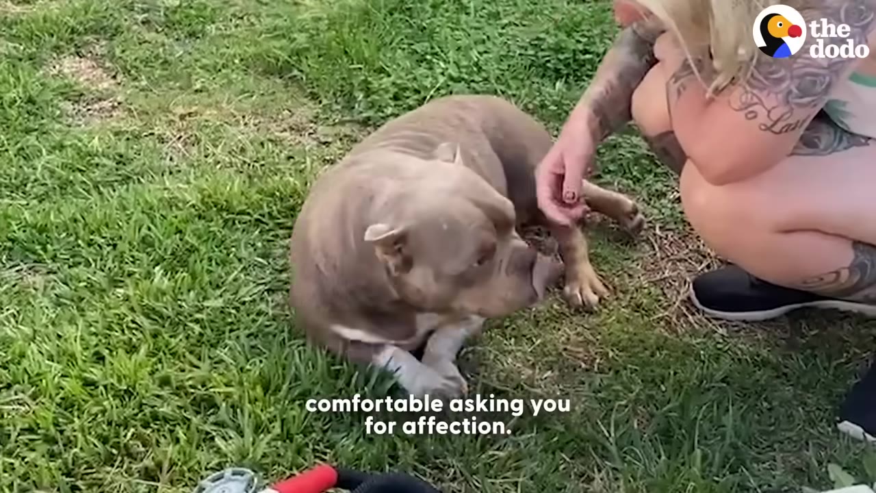 A close-up shot of a light brown bulldog lying on the grass next to a tattooed woman crouching down, with text on the screen reading 'comfortable asking you for affection.'