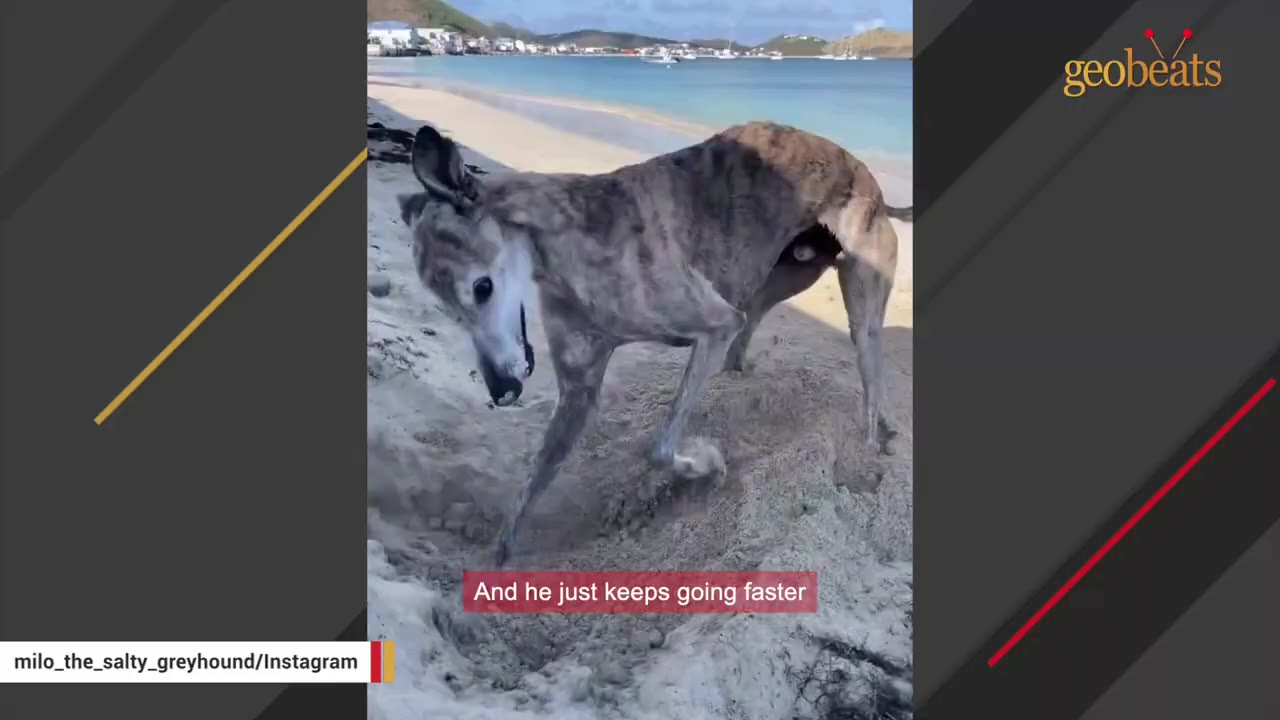 A brindle greyhound enthusiastically digs a hole in the sand on a sunny beach with blue water in the background.