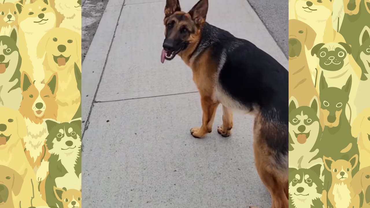 A German Shepherd dog stands on a concrete sidewalk, looking back over its shoulder with its tongue out.
