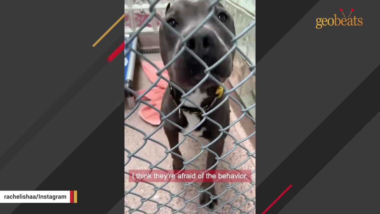 A gray pit bull looks through a chain-link kennel fence with a subtitle that reads, 'I think they're afraid of the behavior.'