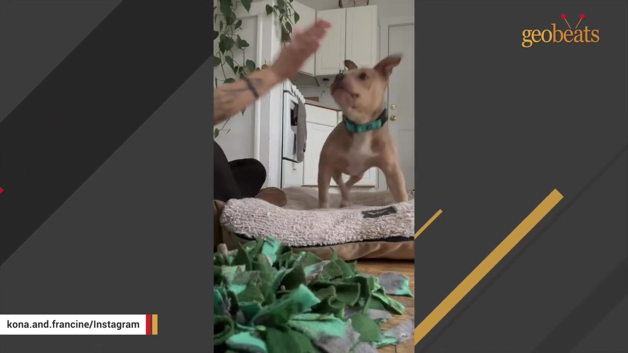 A person's hand is raised in a hand signal towards a small brown dog wearing a green collar, who is looking up attentively from its dog bed.