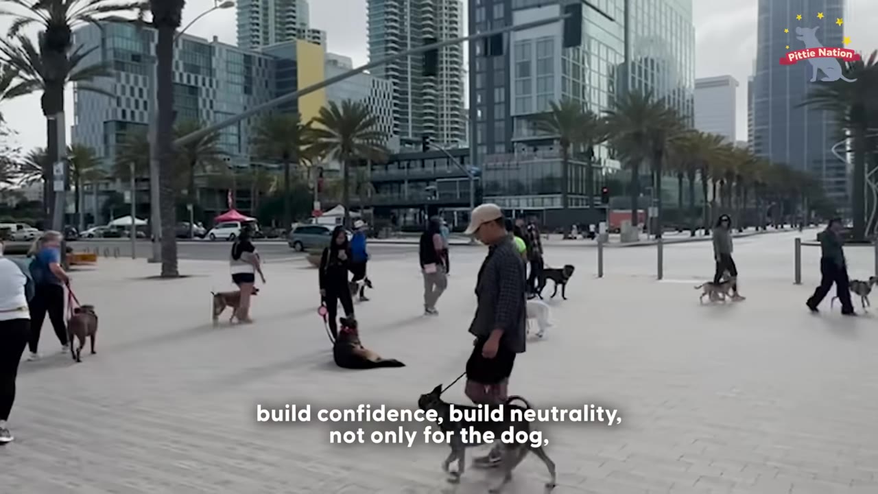 A group of people walking their dogs on leashes in a wide city plaza with skyscrapers in the background, with subtitle text reading 'build confidence, build neutrality, not only for the dog,'.