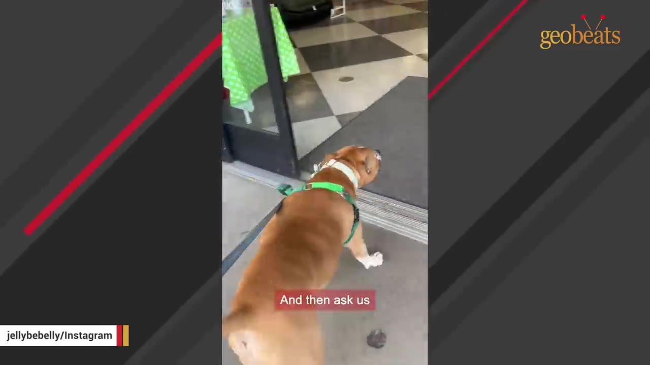 A brown and white dog wearing a green harness walks through the open doorway of a public building.