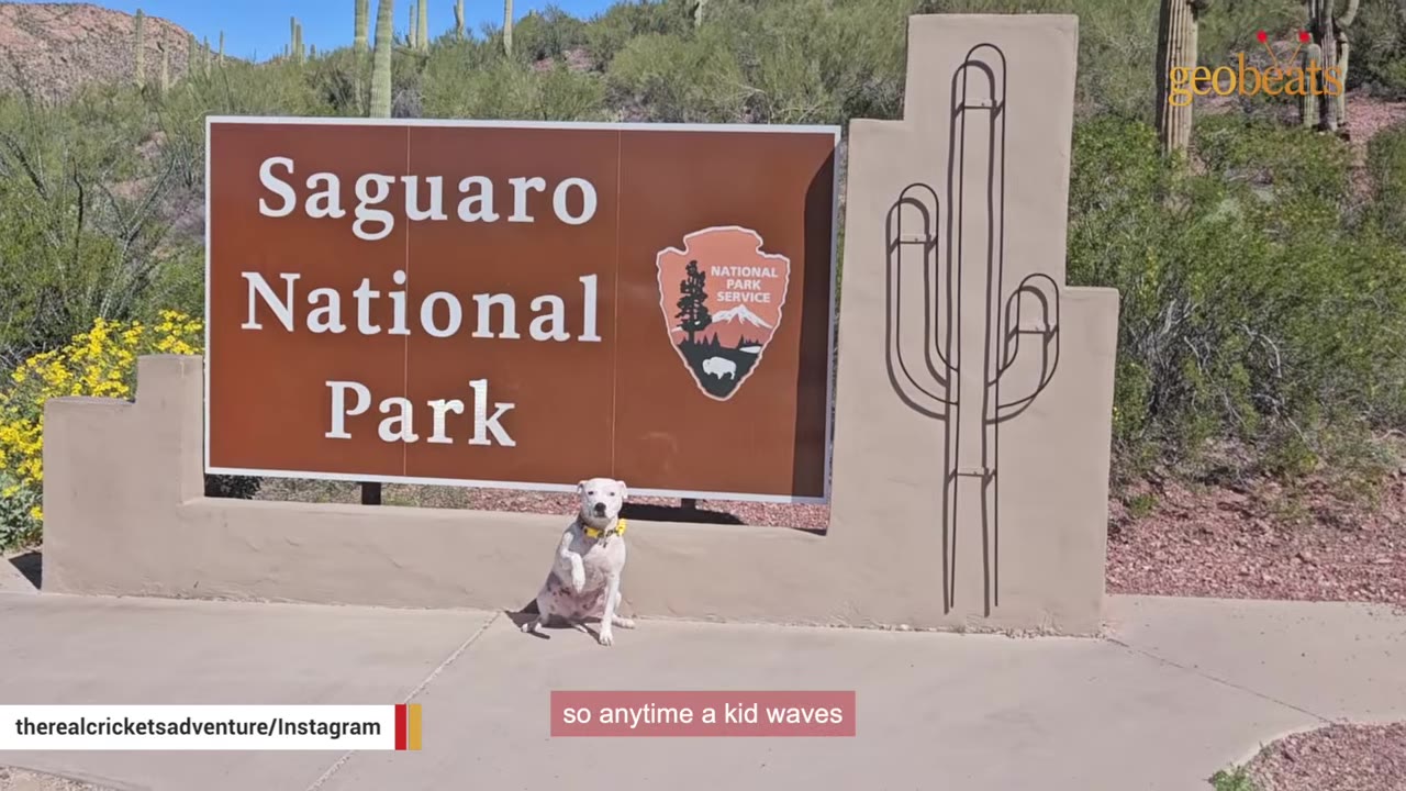A small white dog sits in front of a Saguaro National Park sign, raising one paw as if waving.
