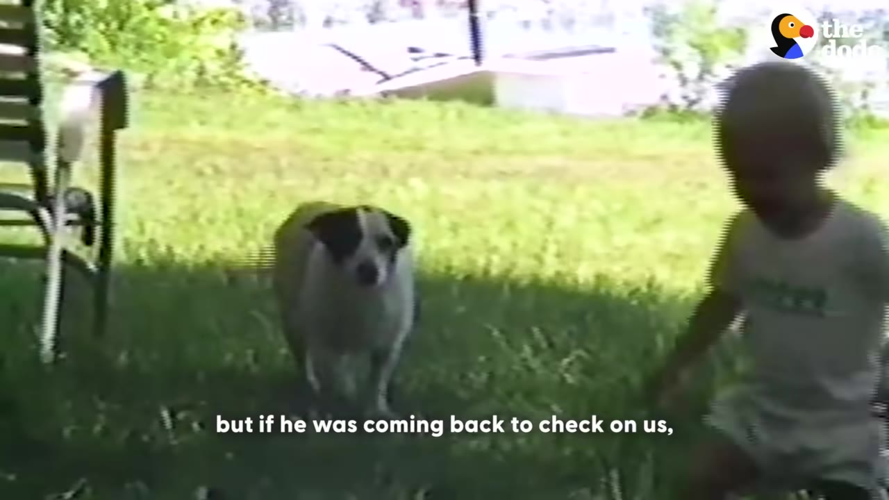 A small black and white dog stands on a grassy lawn next to a young child.