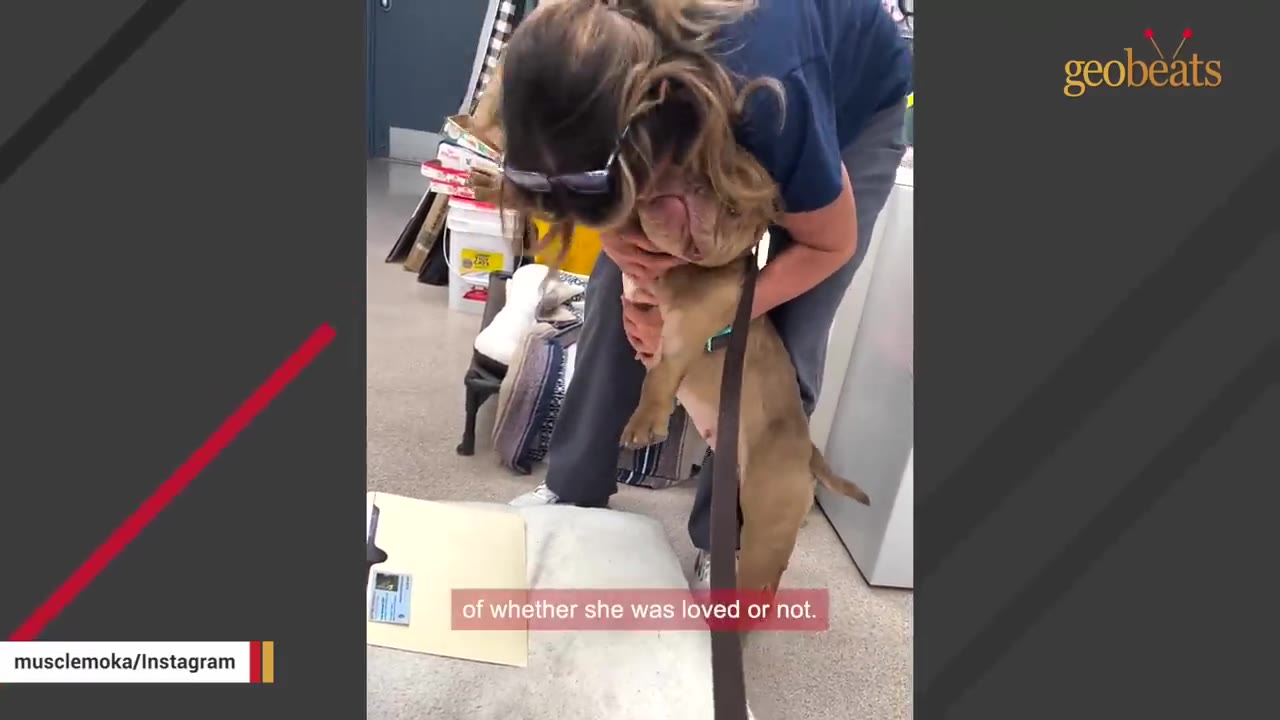 A woman in a blue shirt and grey pants bends down to hug a brown pit bull-type dog on a leash in an indoor setting with a folder on the floor.