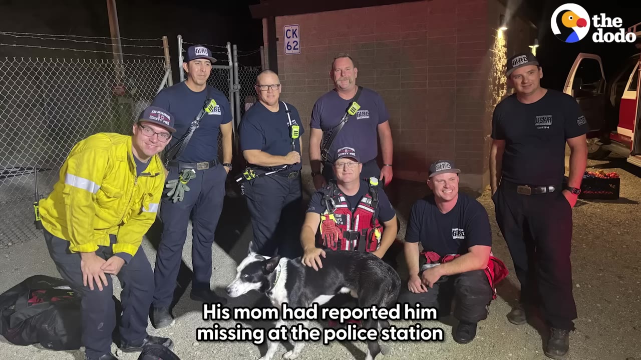A group of seven firefighters in uniform posing at night with a black and white dog they rescued.