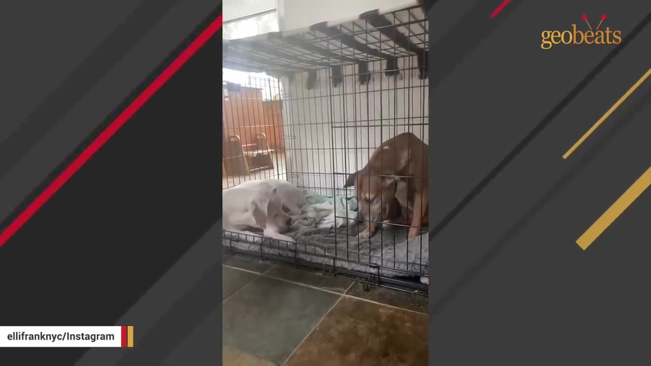 A white dog and a brown dog sitting together inside a wire crate on a soft dog bed.