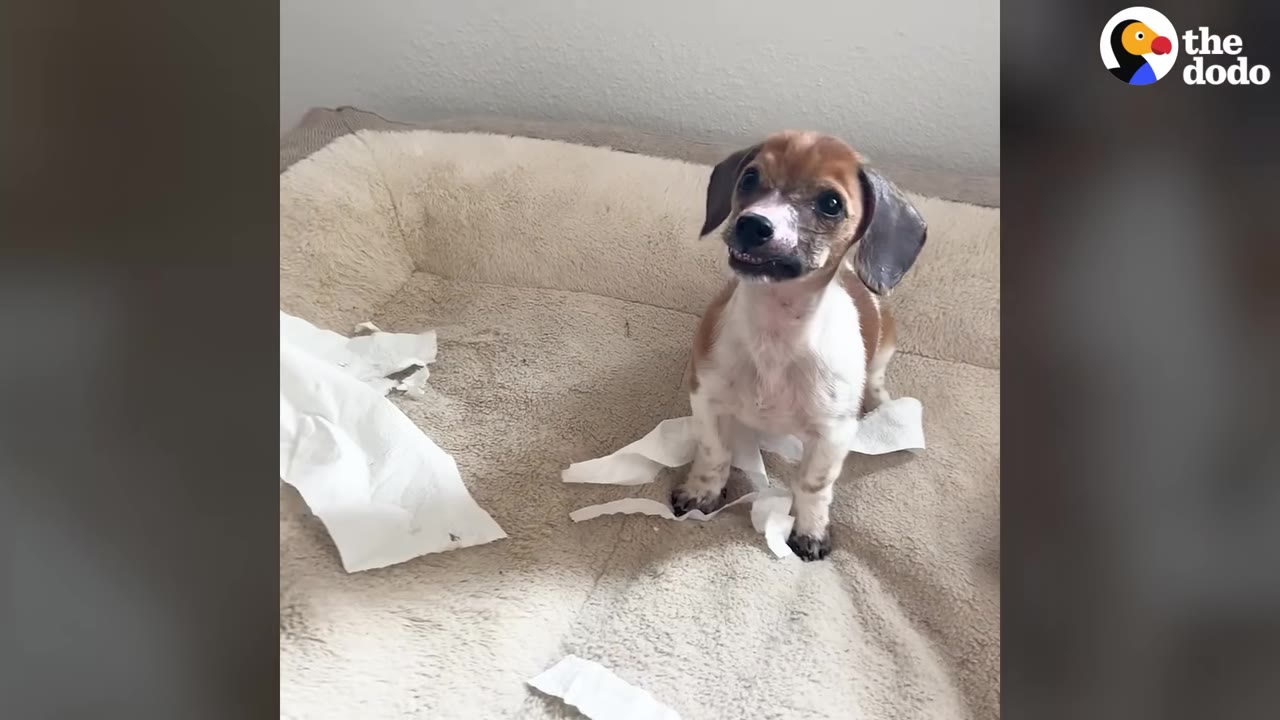 A small brown and white dog sits on a dog bed surrounded by shredded pieces of paper towel, looking up with a slight underbite.