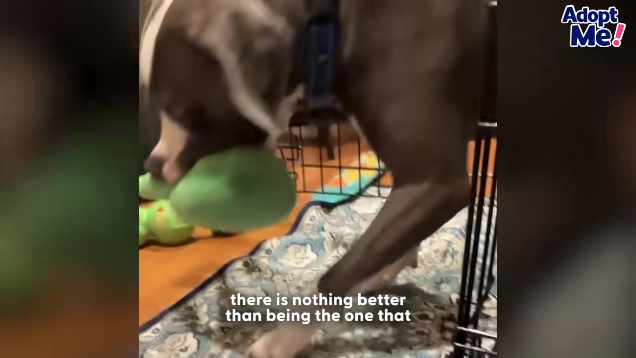 A dog holding a green plush toy in its mouth as it steps out of a wire crate onto a patterned rug.