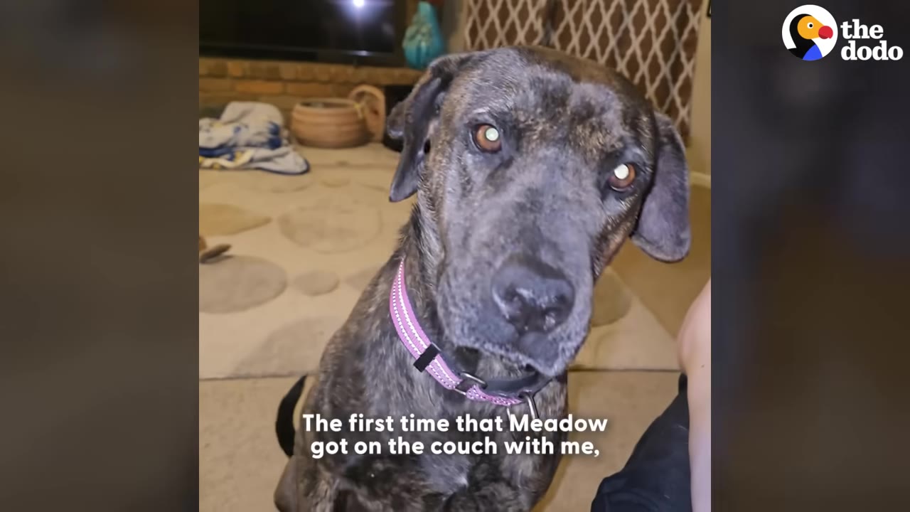 A brindle dog with a pink collar looks up curiously at the camera while sitting next to a person on a couch.