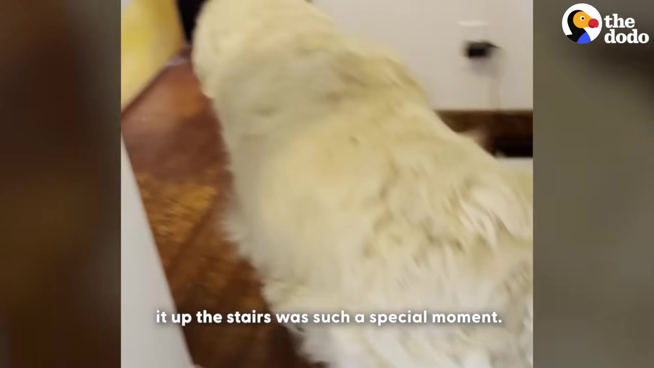 A fluffy white dog climbs up a flight of wooden stairs.