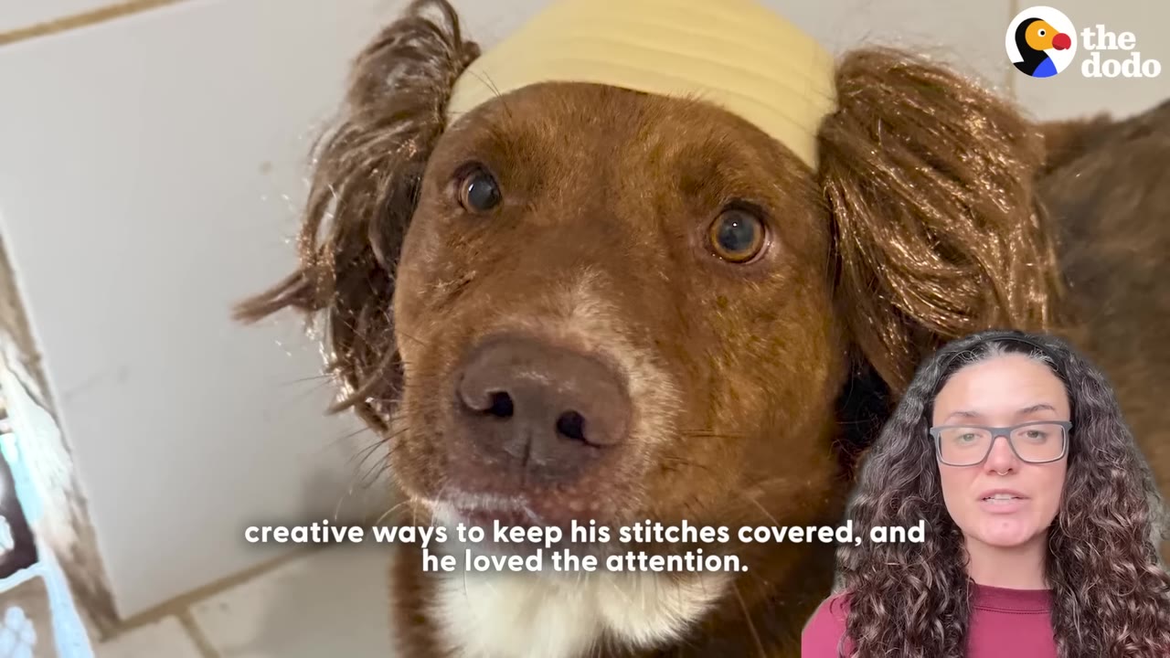 A brown dog wearing a yellow bandage on its head that resembles a wig with brown hair on the sides.