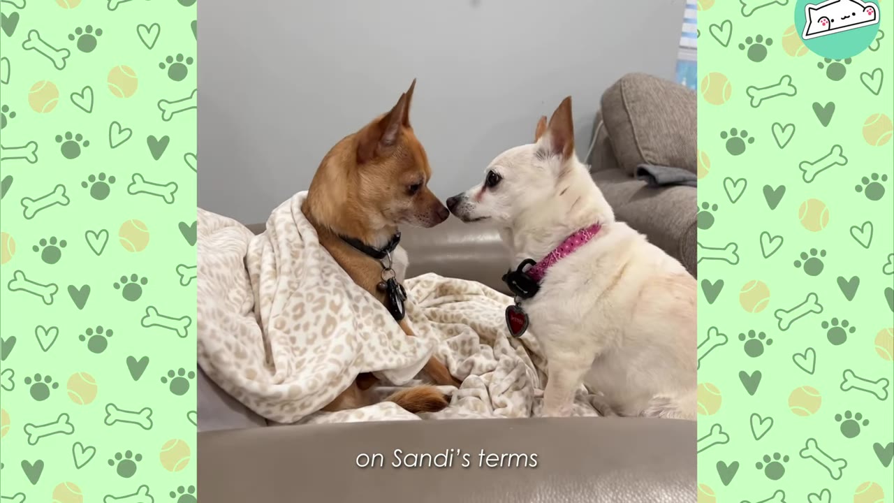 A small brown chihuahua wrapped in a leopard-print blanket touches noses with a small white chihuahua on a couch.