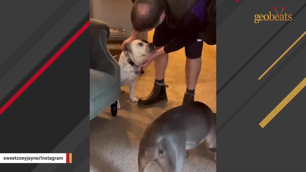 A man gently pets a white dog with black spots under its chin as the dog looks up at him affectionately.