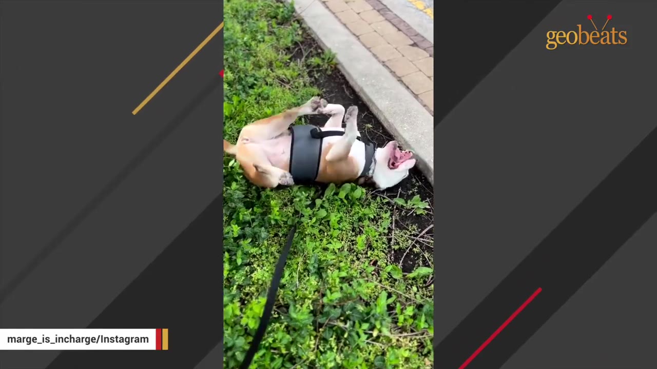 A brown and white dog wearing a black harness rolls on its back in the grass next to a sidewalk.