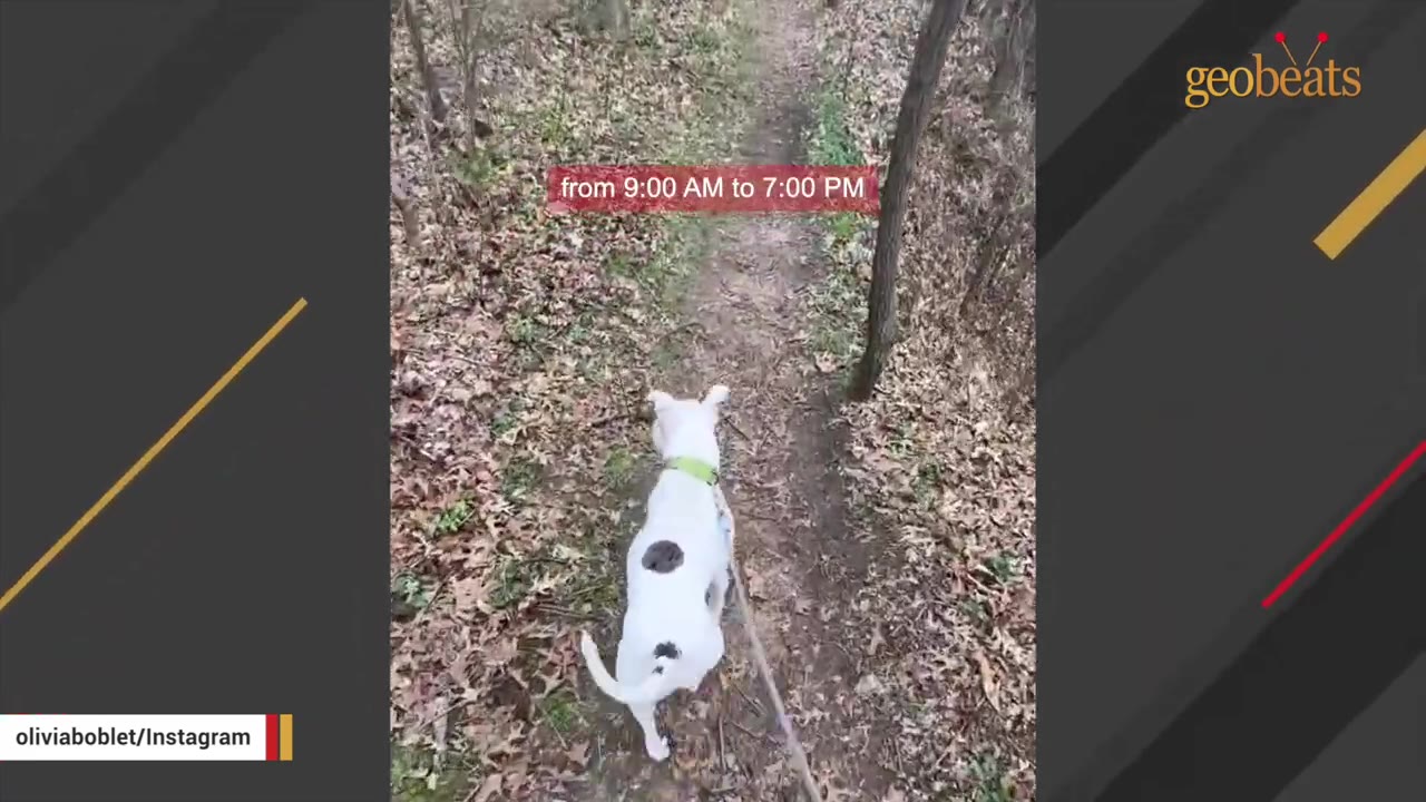 A white dog with black spots on its back and tail is being walked on a leash along a dirt path covered in fallen leaves.