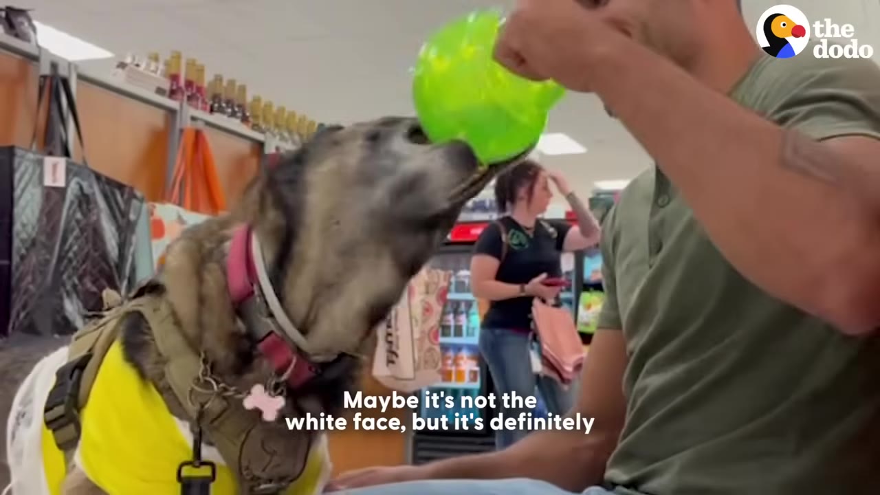 A dog in a yellow vest holds a green toy in its mouth while a man holds the other end, as a shopper in the background looks on.