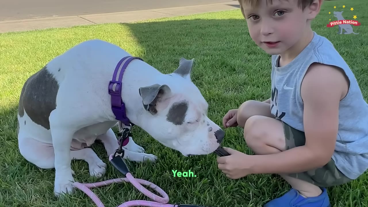 A white and grey dog wearing a purple collar sits on the grass next to a young boy who is feeding her a treat.