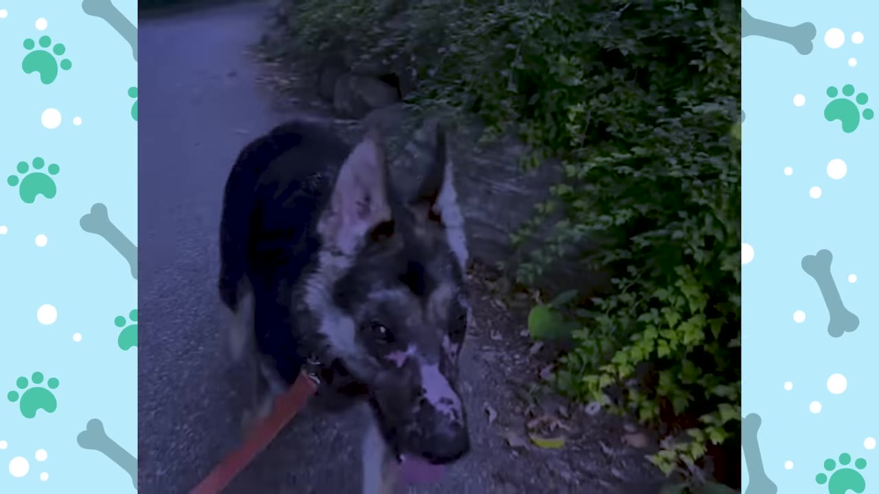 A German Shepherd dog with pink skin patches on its muzzle walks on a leash along a path next to green bushes.