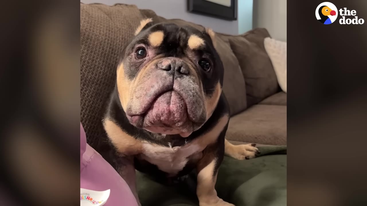 A close-up shot of a black and tan French bulldog sitting on a couch, looking directly at the camera with a curious expression.
