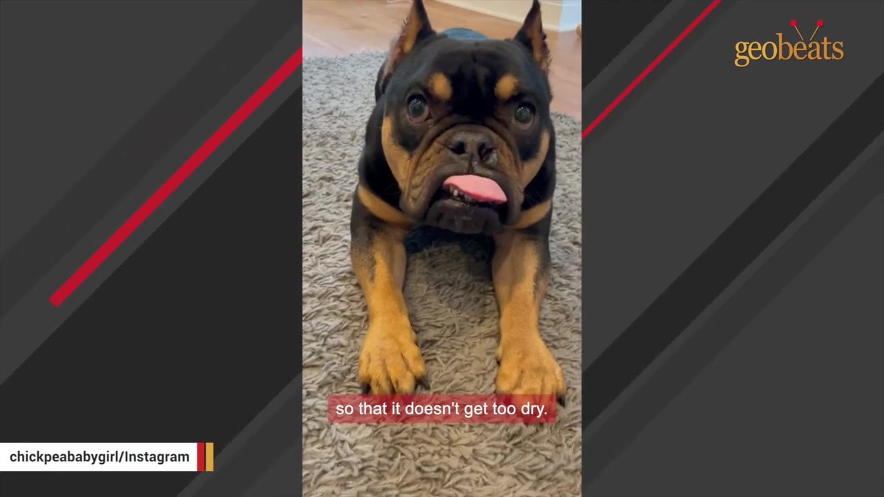 A close-up of a black and tan French Bulldog lying on a grey rug with its tongue sticking out.