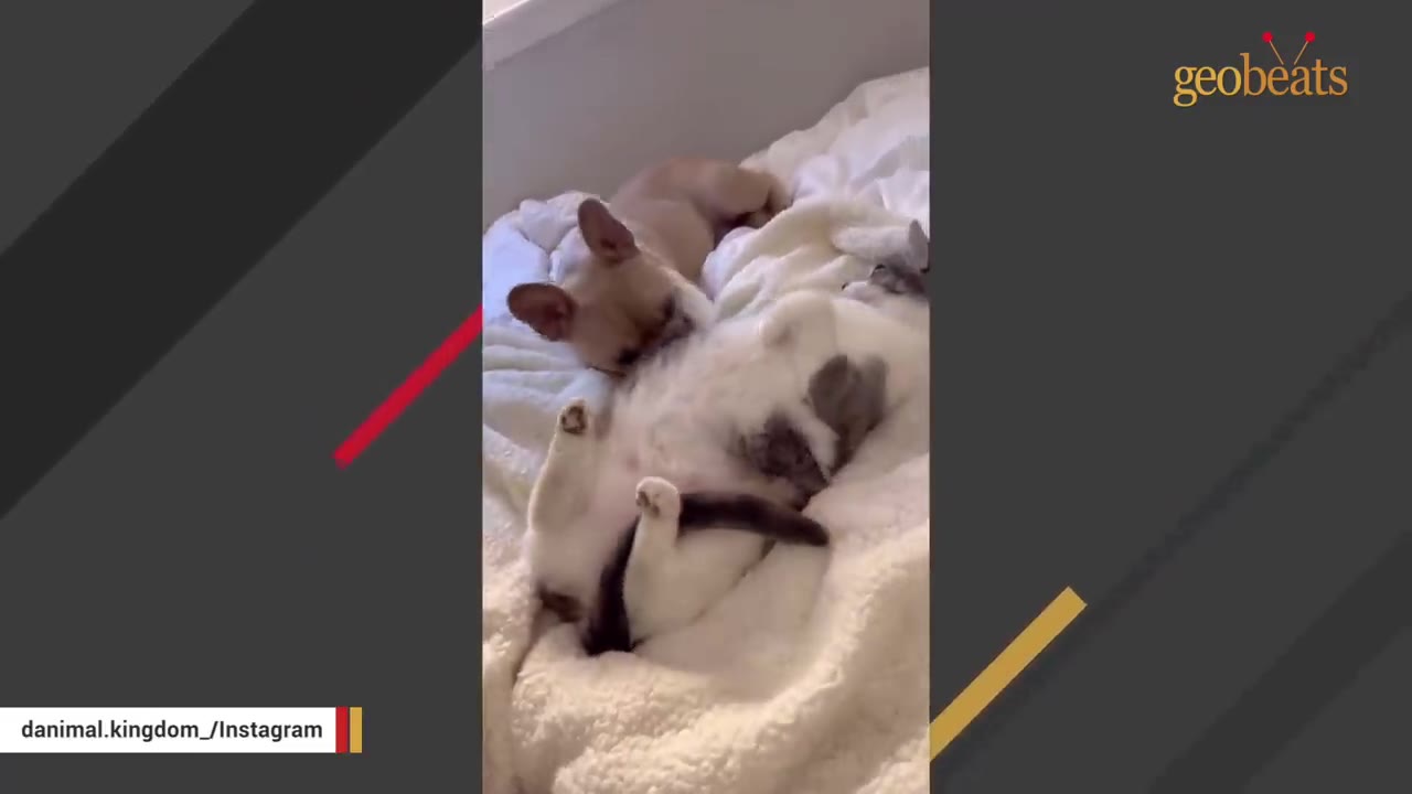 A light-colored French bulldog and a grey and white cat lying comfortably together on a soft white blanket.