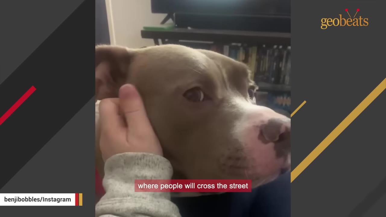 A close-up of Benji, a brown and white pit bull, looking calm and content as a person's hand gently pets the side of his head.