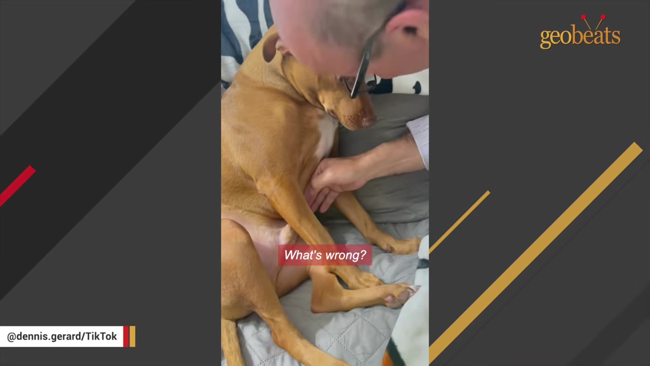 A man with glasses leans his head gently against a brown dog's head as the dog sits on a bed, showing a moment of comfort and empathy.